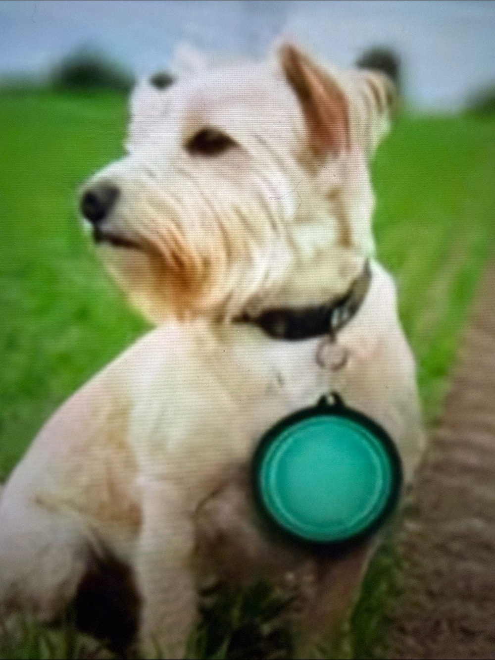 Collapsible feeding - watering bowls for on the go. 🆕 choose your color
